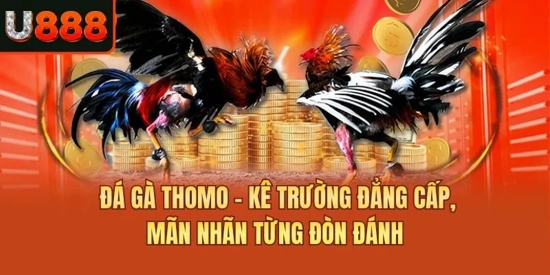 Đá Gà Thomo - Kê Trường Đẳng Cấp, Mãn Nhãn Từng Đòn Đánh