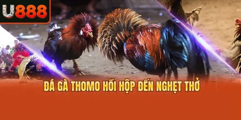 Đá gà thomo hồi hộp đến nghẹt thở
