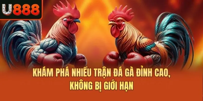 Khám phá nhiều trận đá gà đỉnh cao, không bị giới hạn