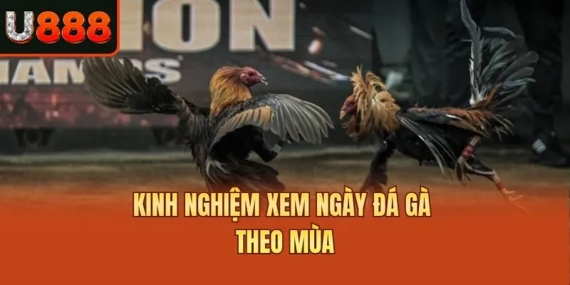 Kinh nghiệm xem ngày đá gà theo mùa