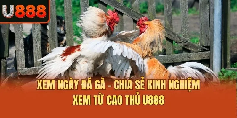 Xem Ngày Đá Gà - Chia Sẻ Kinh Nghiệm Xem Từ Cao Thủ U888